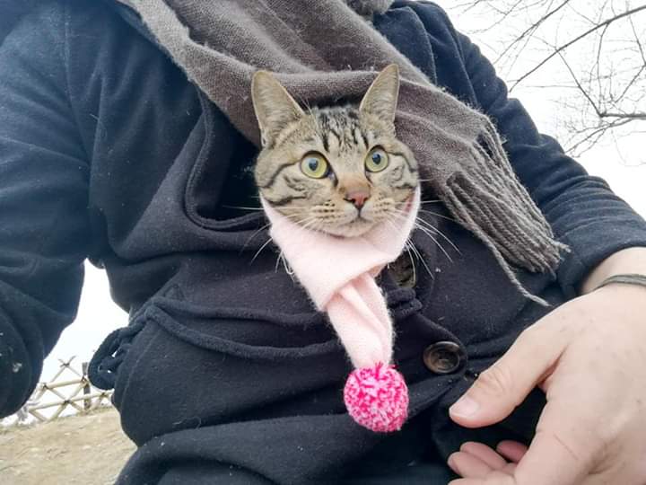 高菜先生猫