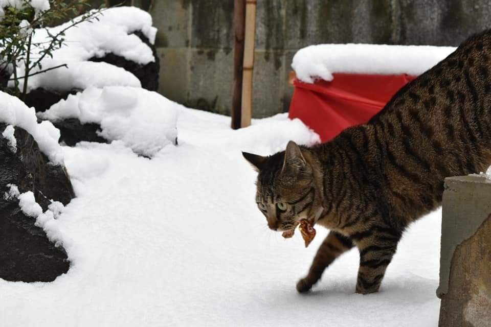 高菜先生猫
