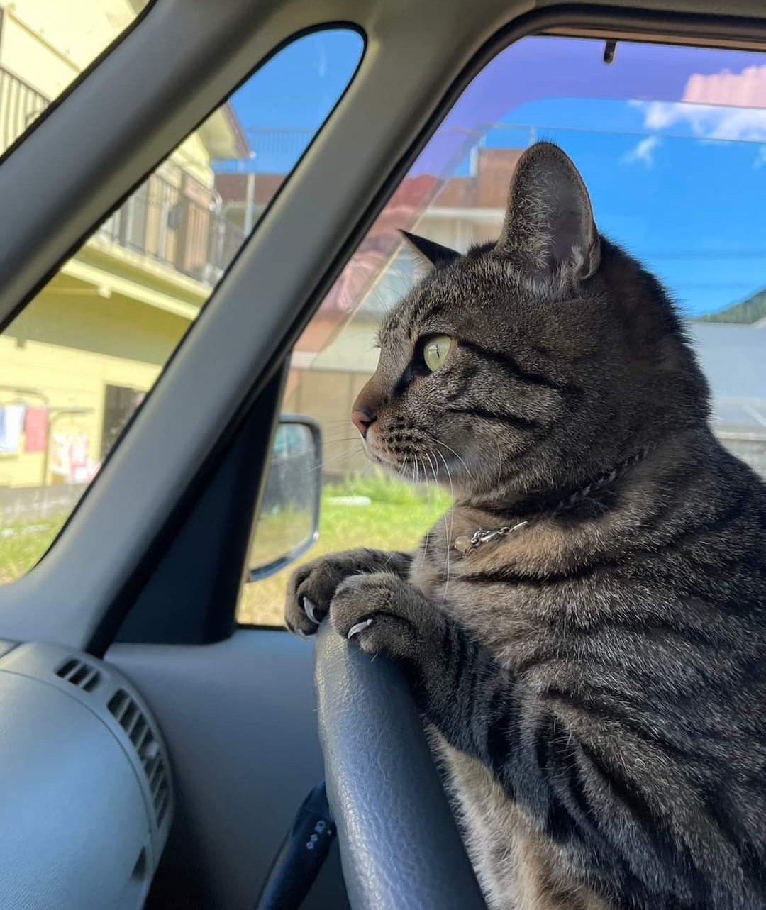 高菜先生猫