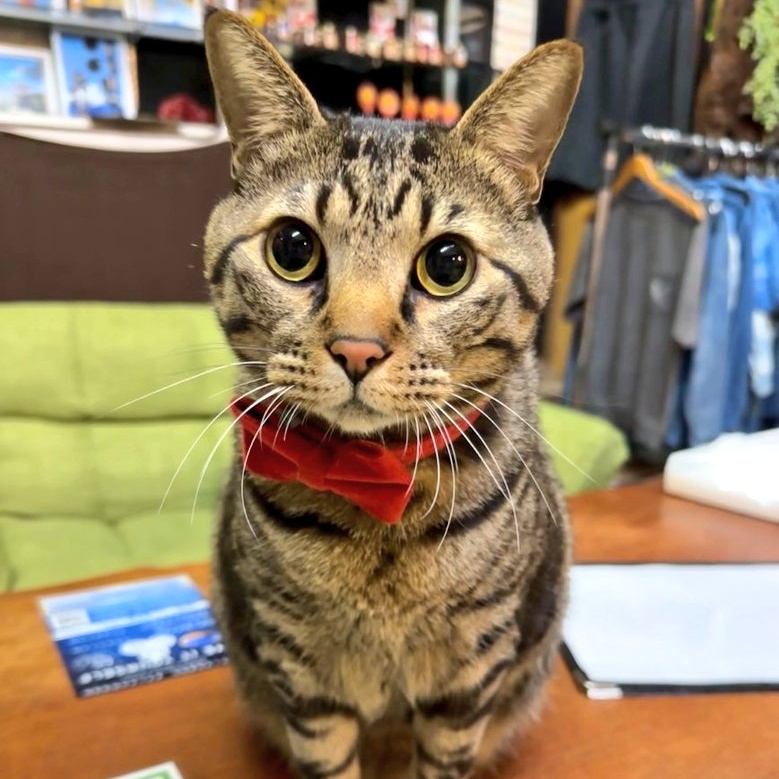 高菜先生　猫